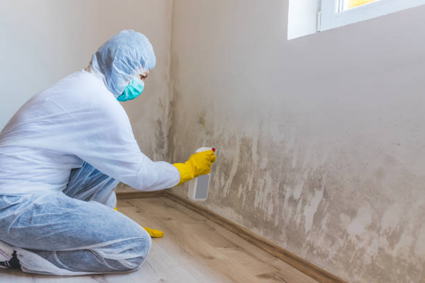 Licensed Bathroom Mold Removal service in Richmond, MI - Car Mold Remediation