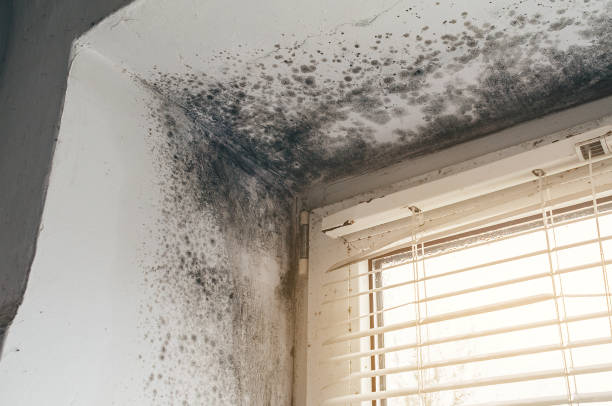 Affordable Bathroom Mold Removal solutions in Richmond, MI